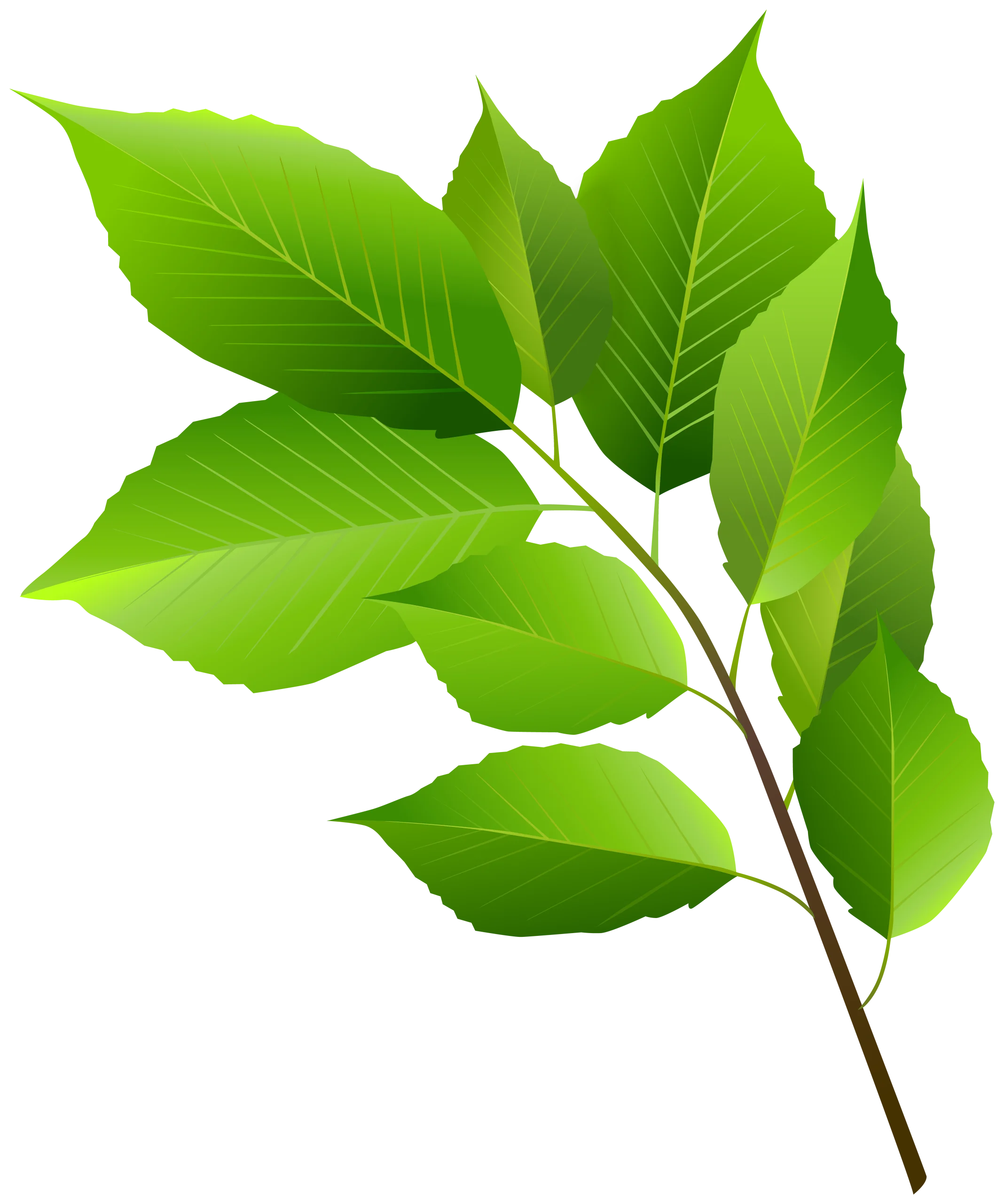 Fresh Green Leaves Animation Clipart with Detailed Botanical Illustration