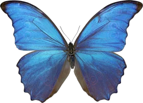 Magnificent Blue Morpho Butterfly Clipart with Iridescent Azure Wings