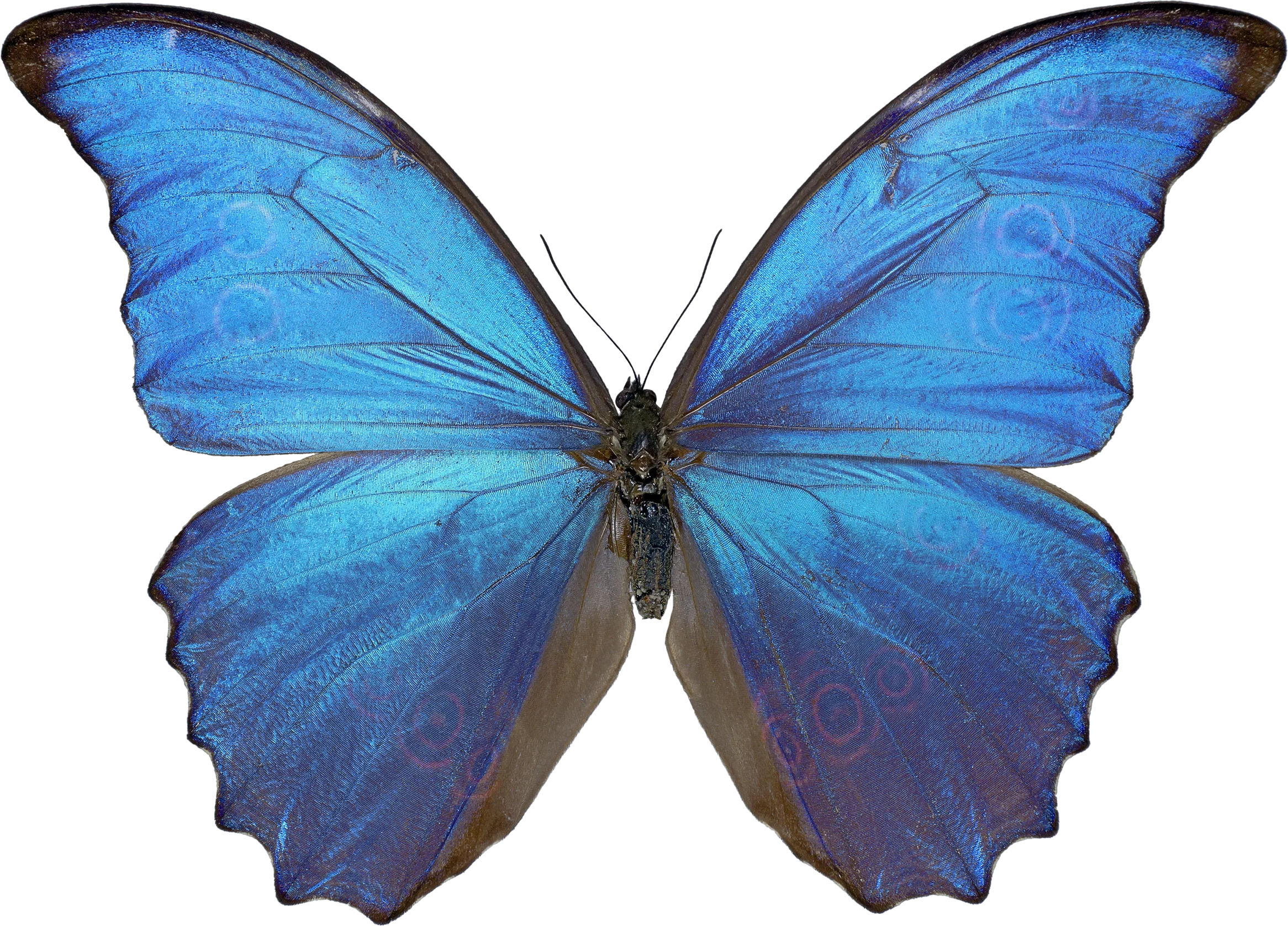Magnificent Blue Morpho Butterfly Clipart with Iridescent Azure Wings
