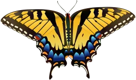 Majestic Swallowtail Butterfly Symmetrical Nature Clipart Design