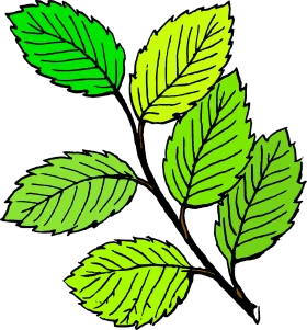 Serene Green Leaves Animation Clipart Botanical Illustration Design