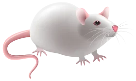 Adorable Laboratory White Mouse Clipart Illustration with Pink Accents