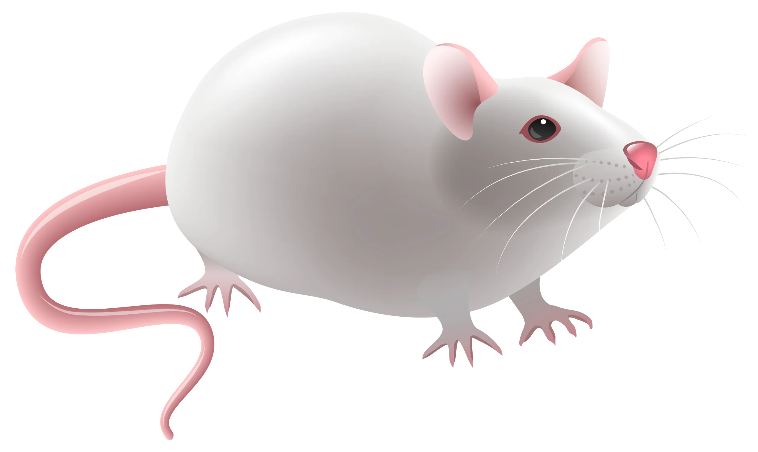 Adorable Laboratory White Mouse Clipart Illustration with Pink Accents
