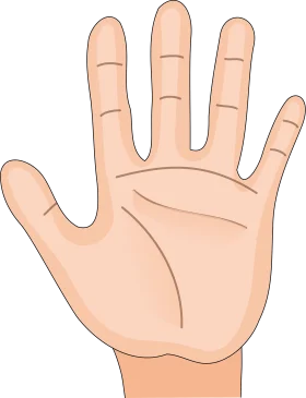 Open Palm Human Hand Clipart Illustration with Soft Skin Tones and Natural Lines