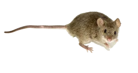 Realistic House Mouse Side Profile Clipart in Soft Earth-Toned Fur