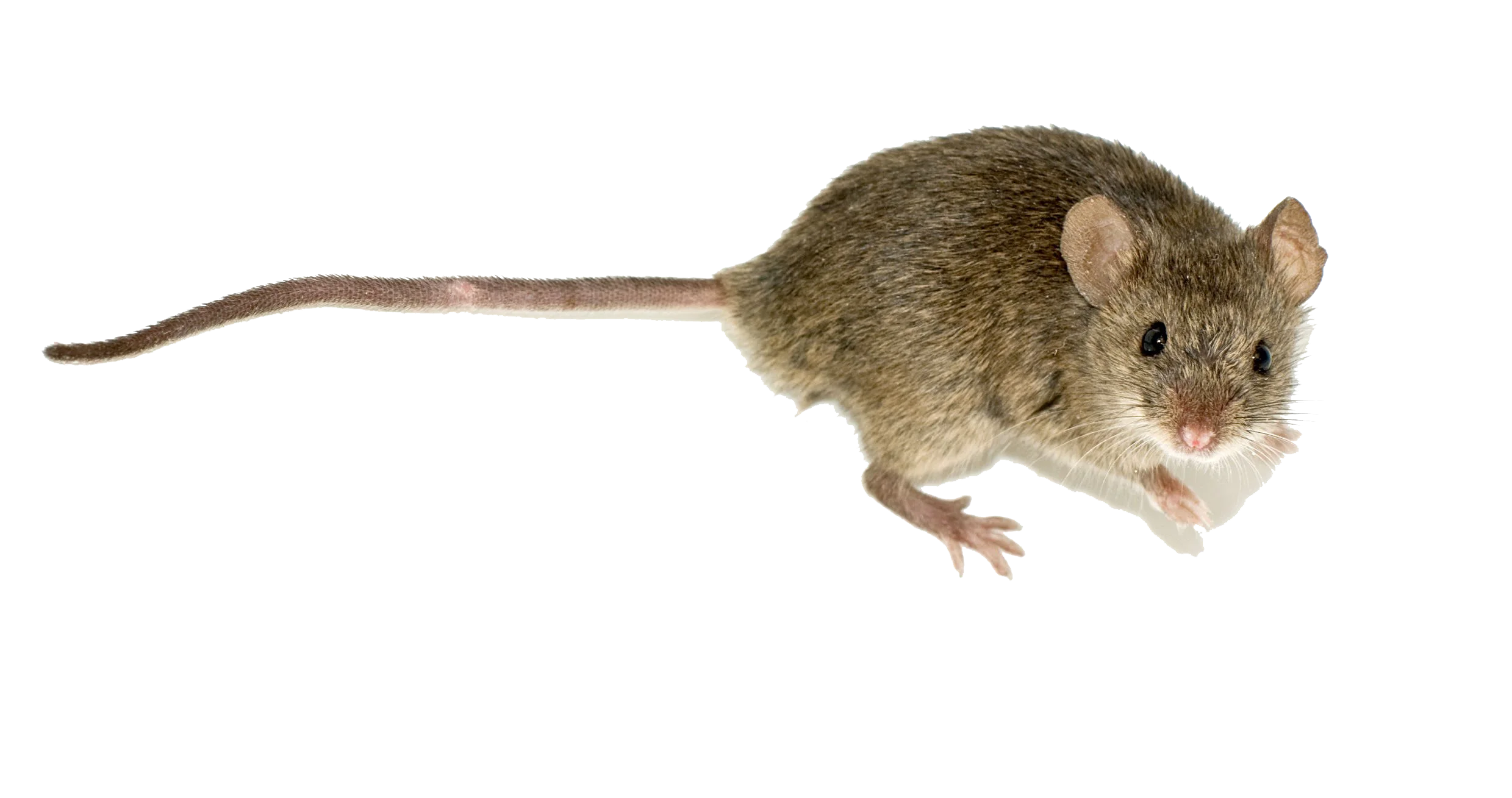 Realistic House Mouse Side Profile Clipart in Soft Earth-Toned Fur