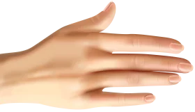 Realistic Pale Skin Human Hand Clipart with Soft Natural Contours and Delicate Fingers
