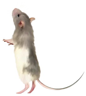 Realistic Standing Gray and White Mouse Clipart with Detailed Fur Texture