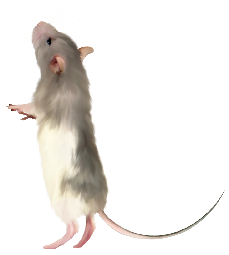 Realistic Standing Gray and White Mouse Clipart with Detailed Fur Texture