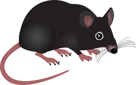 Stylized Black and Pink Laboratory Mouse Scientific Clipart Illustration