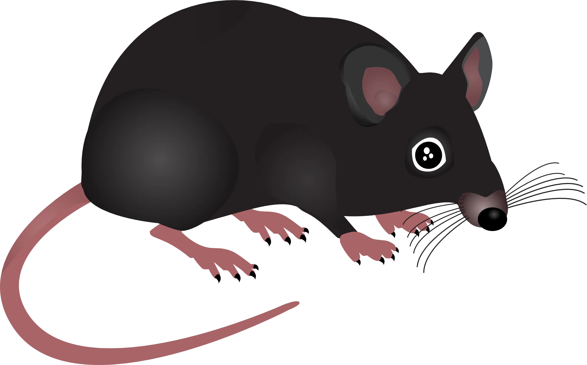 Stylized Black and Pink Laboratory Mouse Scientific Clipart Illustration