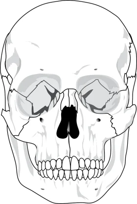 Anatomical Monochrome Human Skull Clipart - Detailed Frontal Perspective Illustration