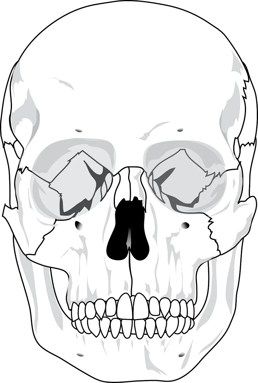 Anatomical Monochrome Human Skull Clipart - Detailed Frontal Perspective Illustration