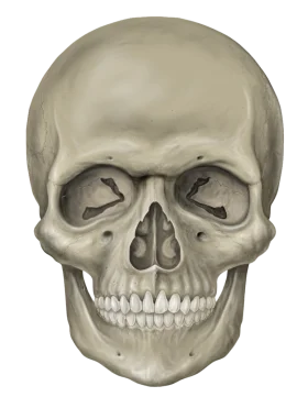 Anatomically Precise Human Skull Clipart: Detailed Frontal Bone Structure Illustration