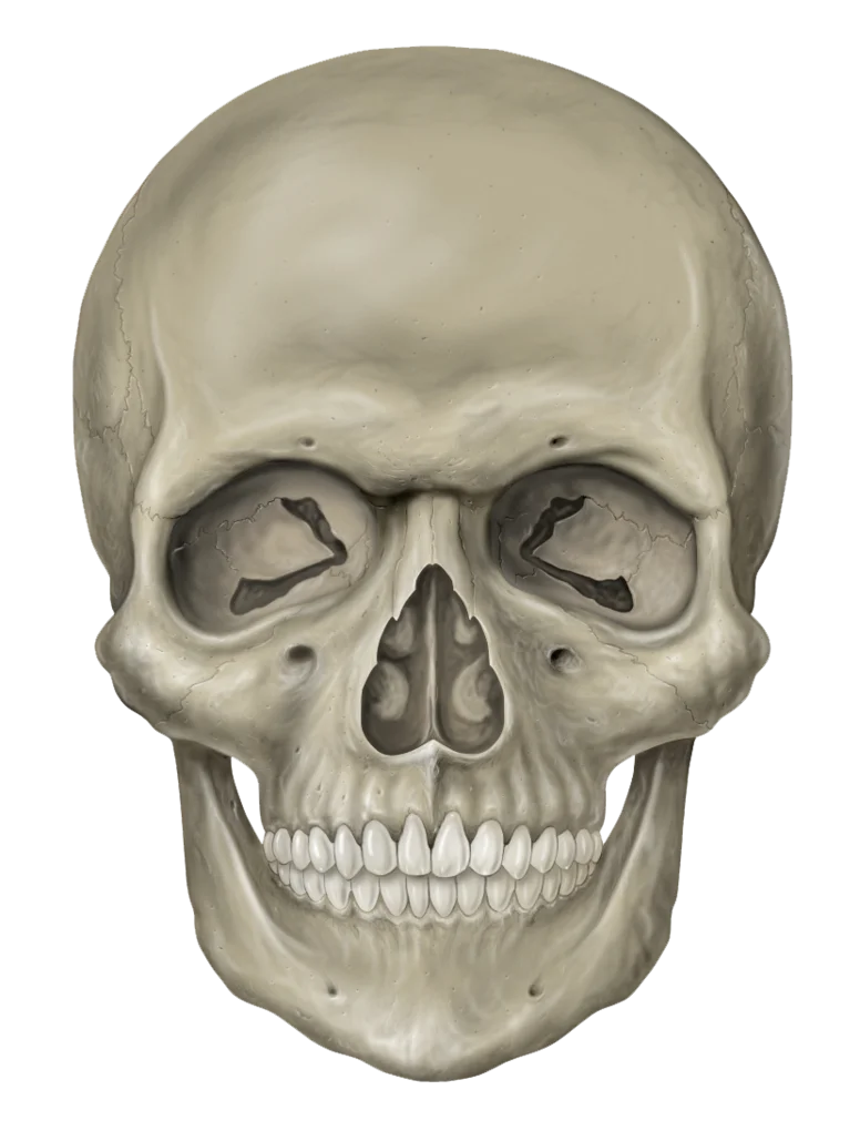 Anatomically Precise Human Skull Clipart: Detailed Frontal Bone Structure Illustration