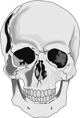Monochromatic Human Skull Anatomical Clipart Illustration with Dramatic Shading