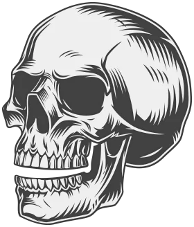 Monochrome Detailed Anatomical Skull Clipart Illustration Graphic Design