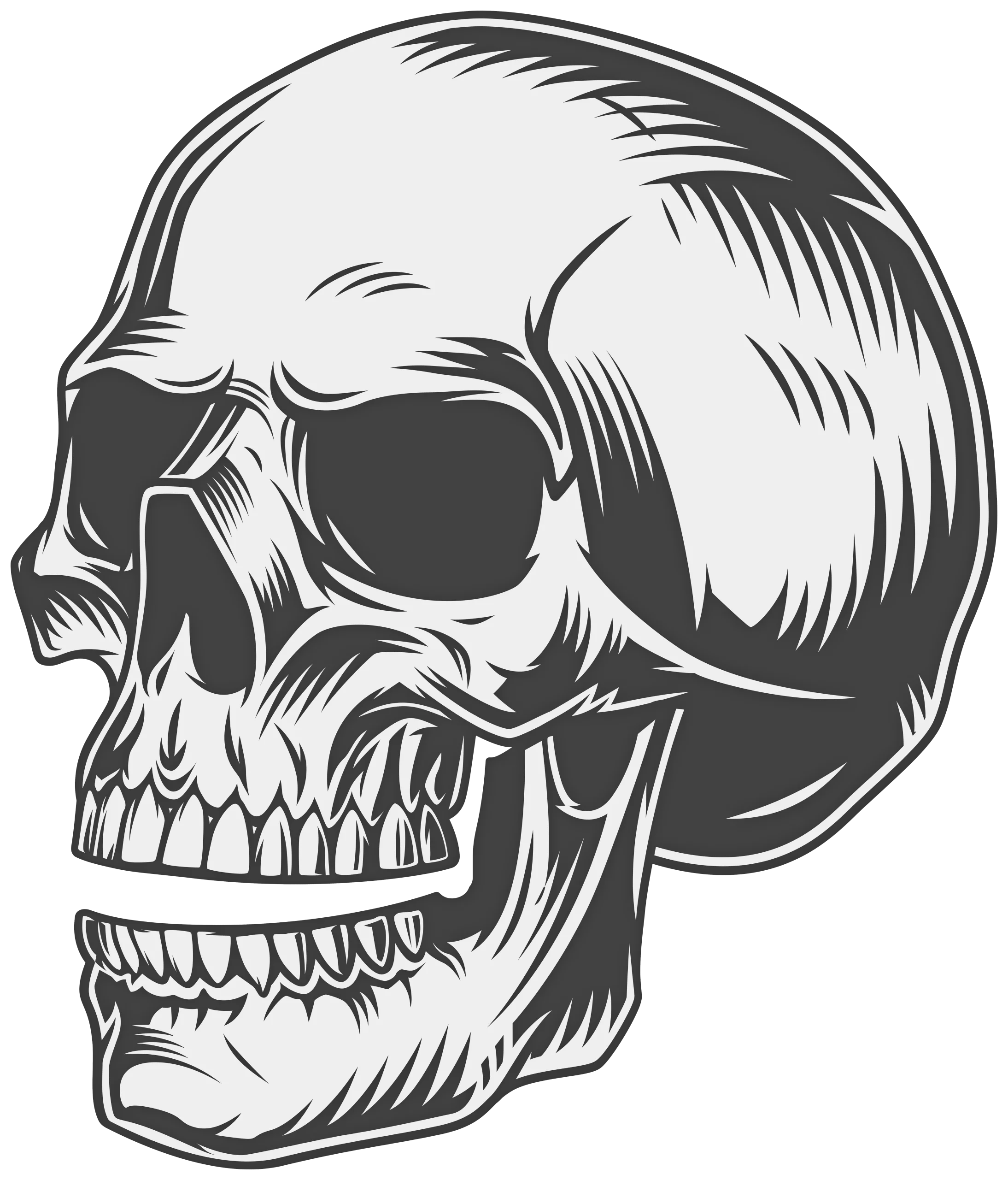 Monochrome Detailed Anatomical Skull Clipart Illustration Graphic Design