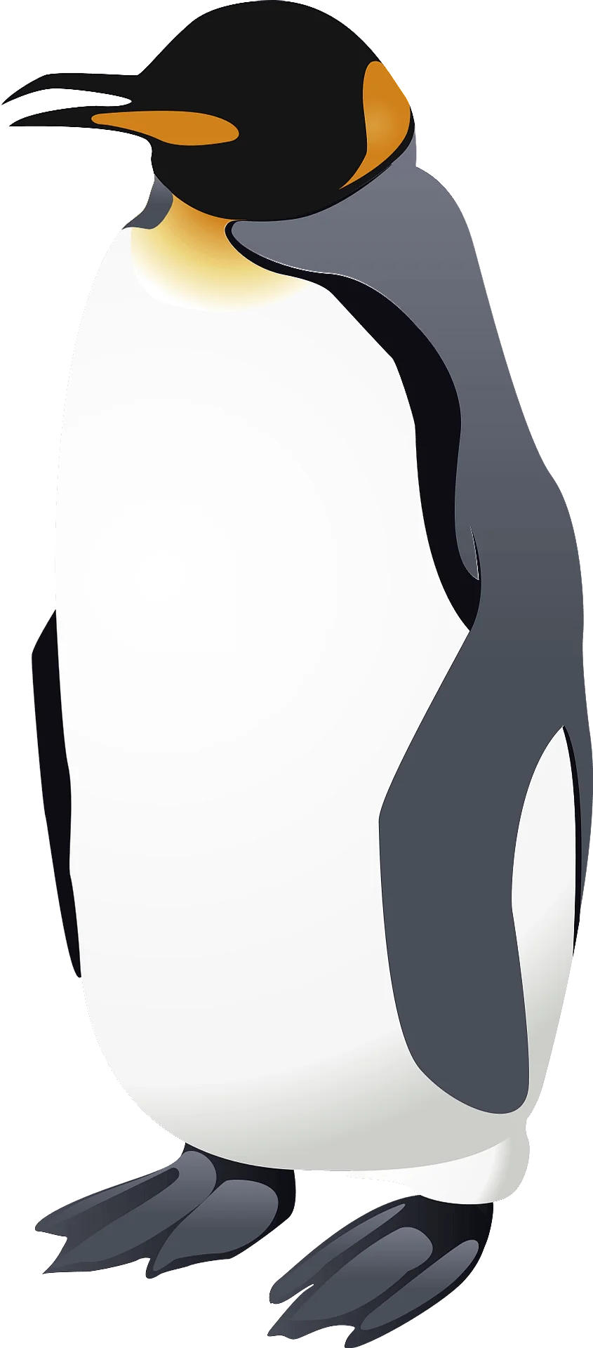 Majestic King Penguin Clipart: Elegant Antarctic Wildlife Vector Illustration