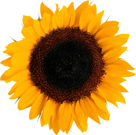 Detailed Sunflower Clipart with Radiant Golden Petals and Rich Dark Center