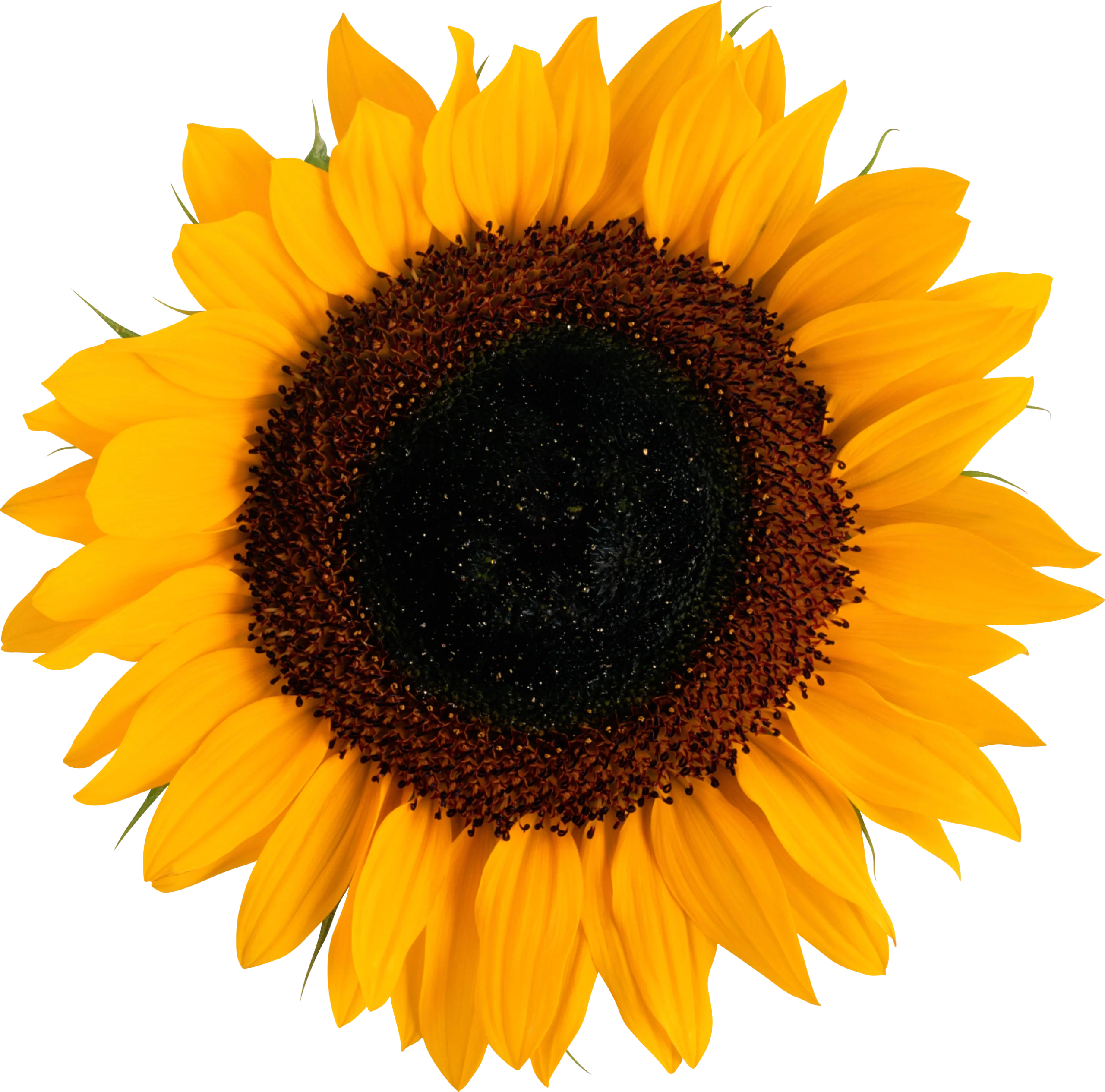 Detailed Sunflower Clipart with Radiant Golden Petals and Rich Dark Center