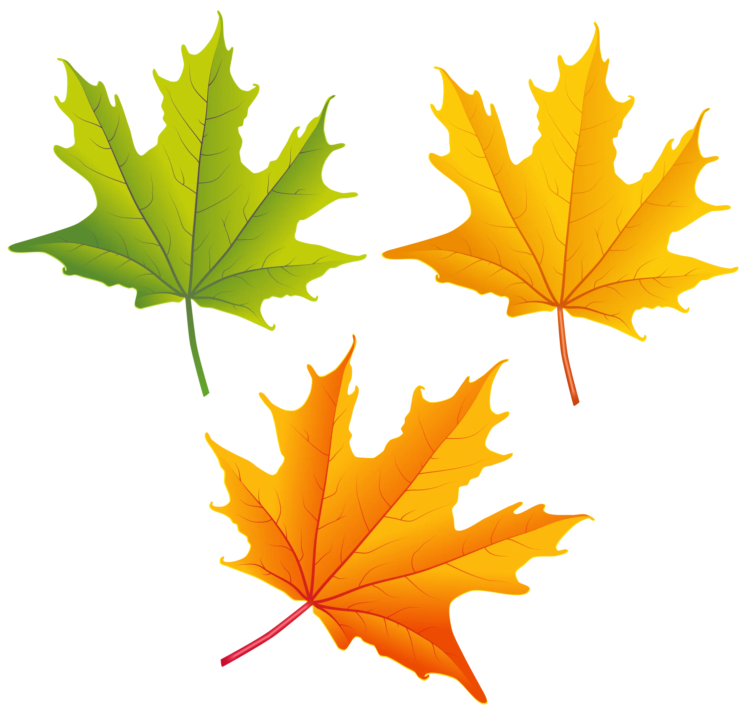 Enchanting Autumn Maple Leaves Clipart Collection - Seasonal Fall Foliage Design