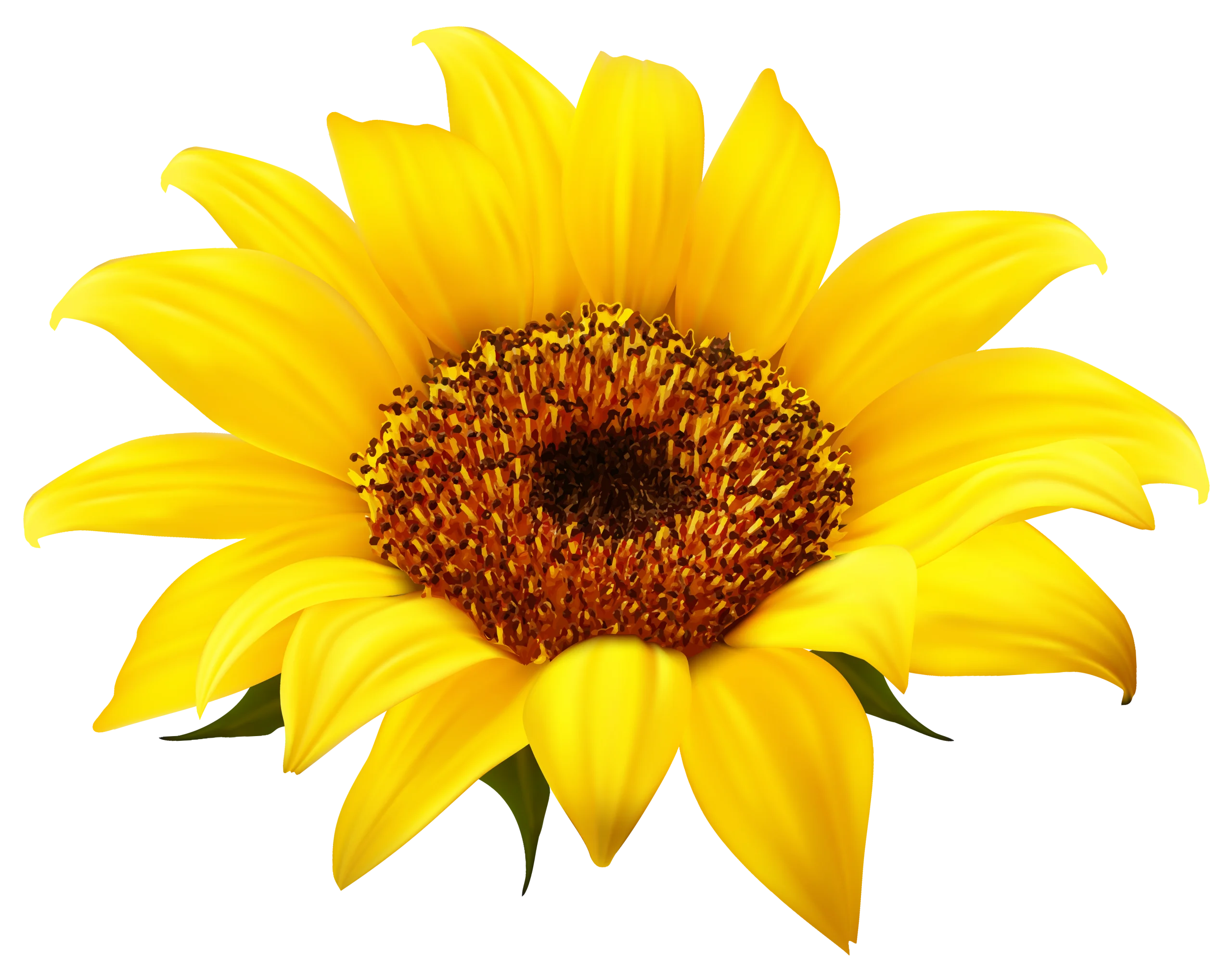 Radiant Golden Sunflower Clipart: A Burst of Sunshine in Botanical Illustration