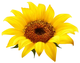 Radiant Golden Sunflower Clipart: A Burst of Sunshine in High-Resolution Detail