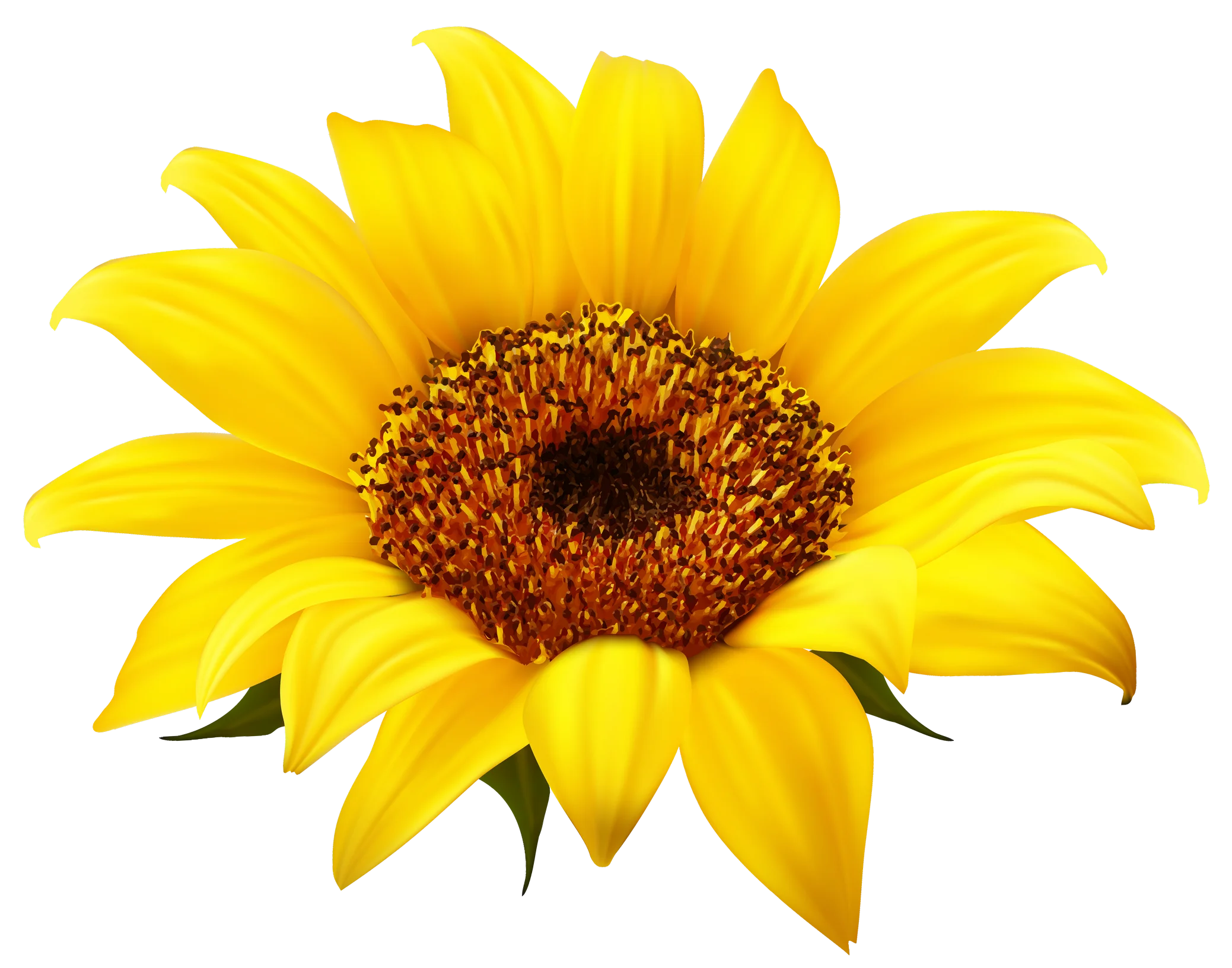 Radiant Golden Sunflower Clipart: A Burst of Sunshine in High-Resolution Detail