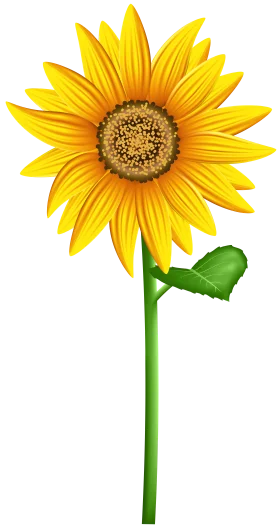 Radiant Golden Sunflower Clipart: A Cheerful Botanical Illustration