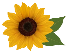 Radiant Golden Sunflower Clipart: A Cheerful Botanical Illustration with Lush Green Leaves