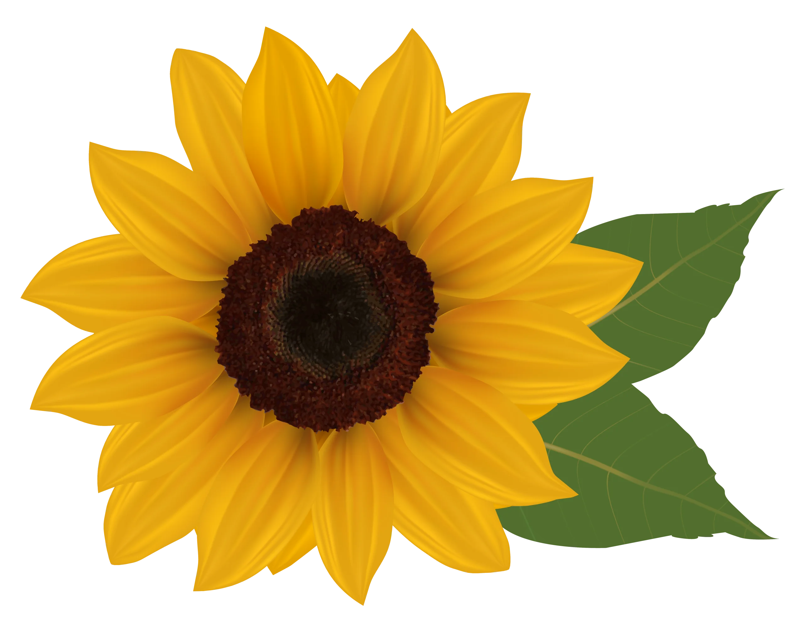 Radiant Golden Sunflower Clipart: A Cheerful Botanical Illustration with Lush Green Leaves