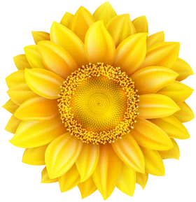 Radiant Golden Sunflower Clipart - Symmetrical Floral Digital Illustration