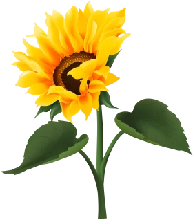 Radiant Sunflower Clipart Illustration with Golden Petals and Green Stem