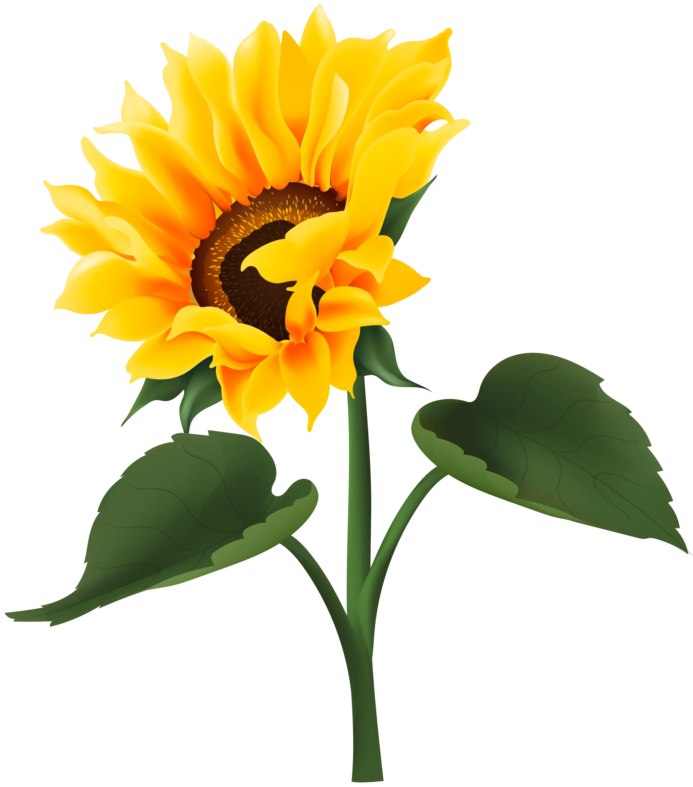 Radiant Sunflower Clipart Illustration with Golden Petals and Green Stem