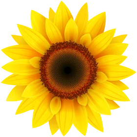 Radiant Yellow Sunflower Clipart: A Burst of Sunshine in Vector Art