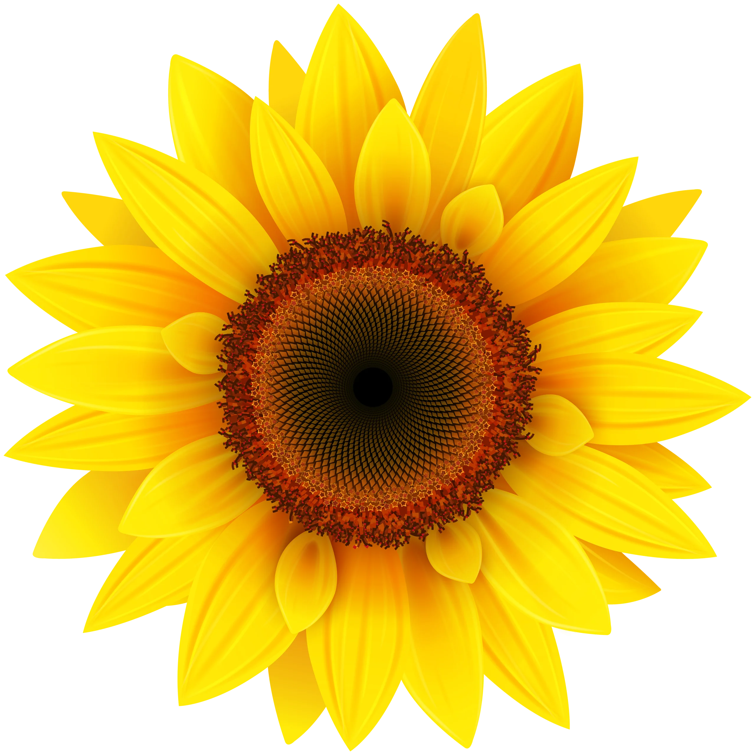 Radiant Yellow Sunflower Clipart: A Burst of Sunshine in Vector Art