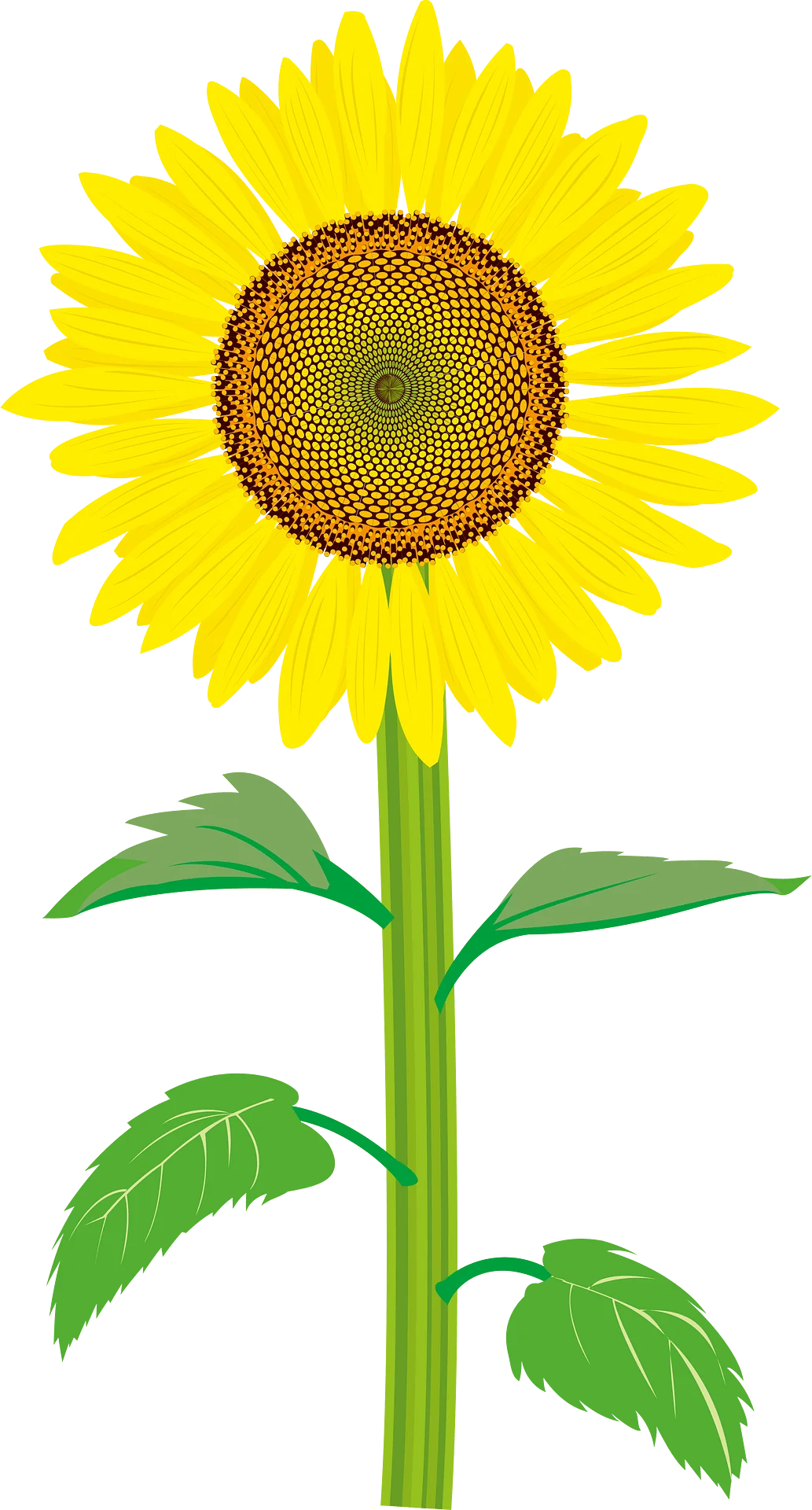 Radiant Yellow Sunflower Clipart Design with Lush Green Stem and Leaves