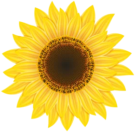 Radiant Yellow Sunflower Clipart with Detailed Golden Petals and Dark Center
