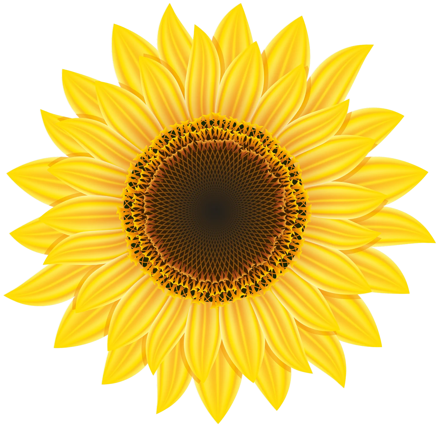 Radiant Yellow Sunflower Clipart with Detailed Golden Petals and Dark Center