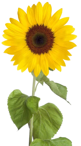Radiant Yellow Sunflower Clipart with Detailed Green Stem and Leaves