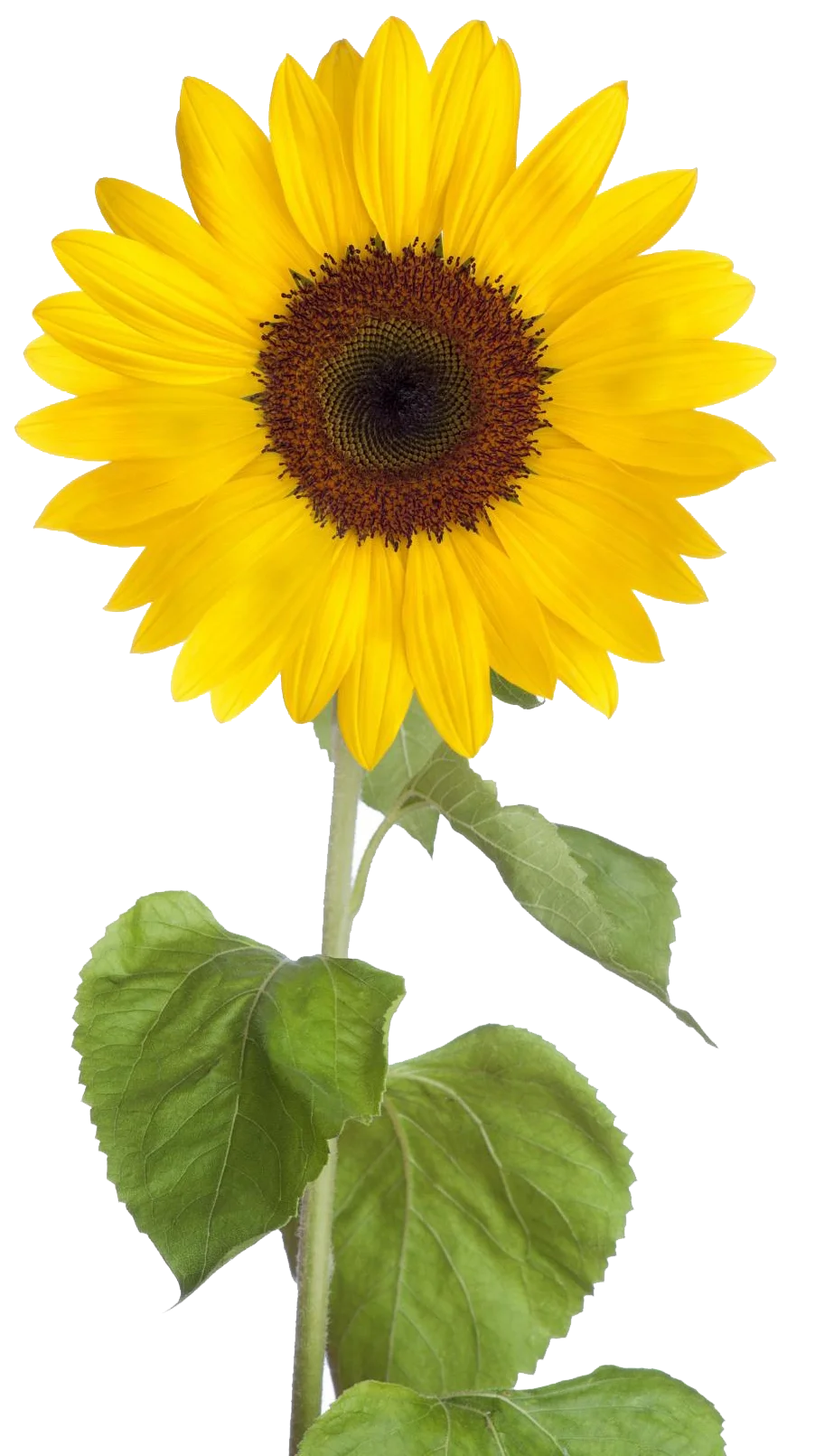 Radiant Yellow Sunflower Clipart with Detailed Green Stem and Leaves