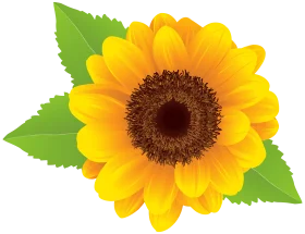 Radiant Yellow Sunflower Clipart with Lush Green Leaves Illustration