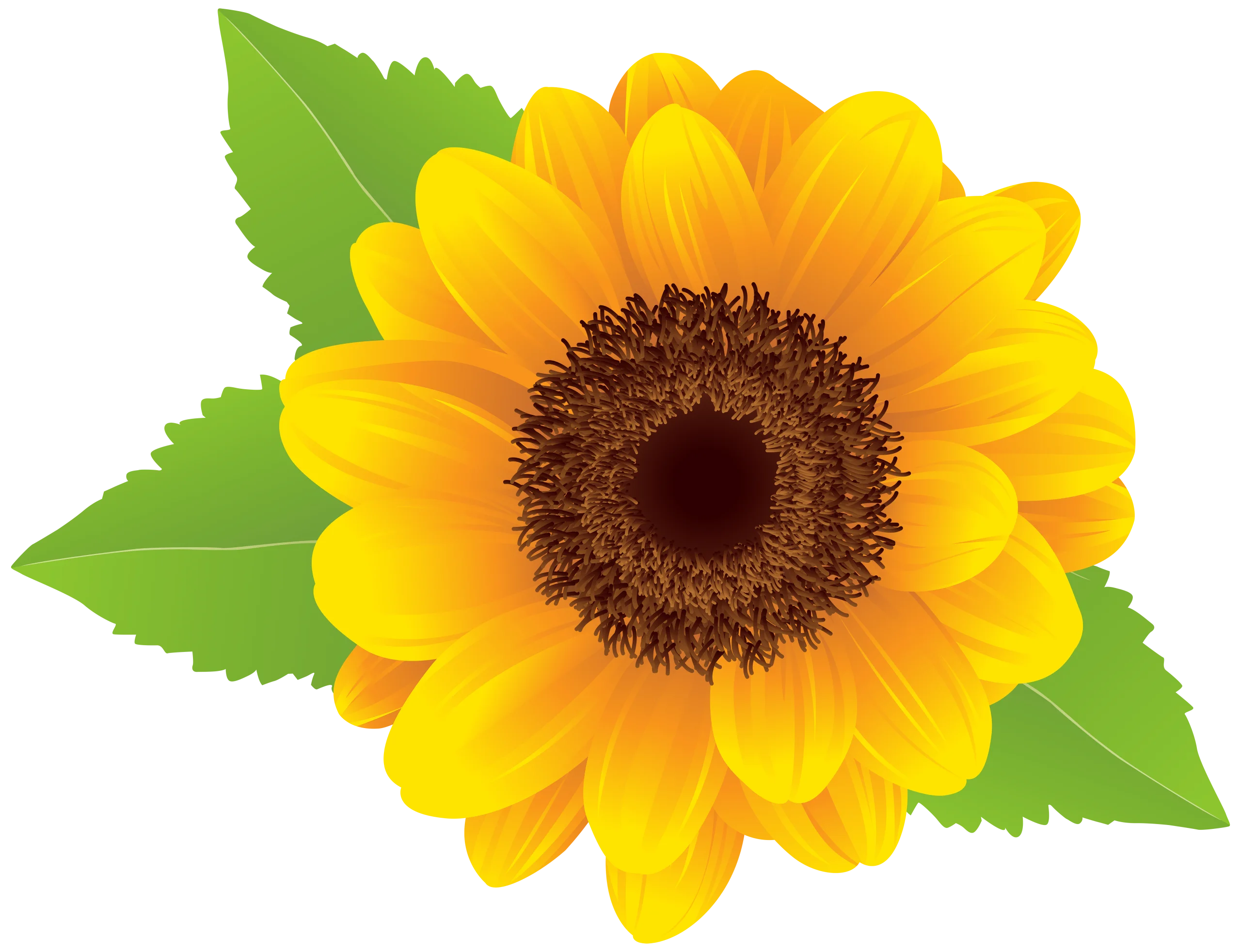 Radiant Yellow Sunflower Clipart with Lush Green Leaves Illustration