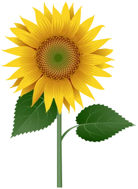 Realistic Sunflower Clipart Illustration with Detailed Green Leaves and Golden Petals
