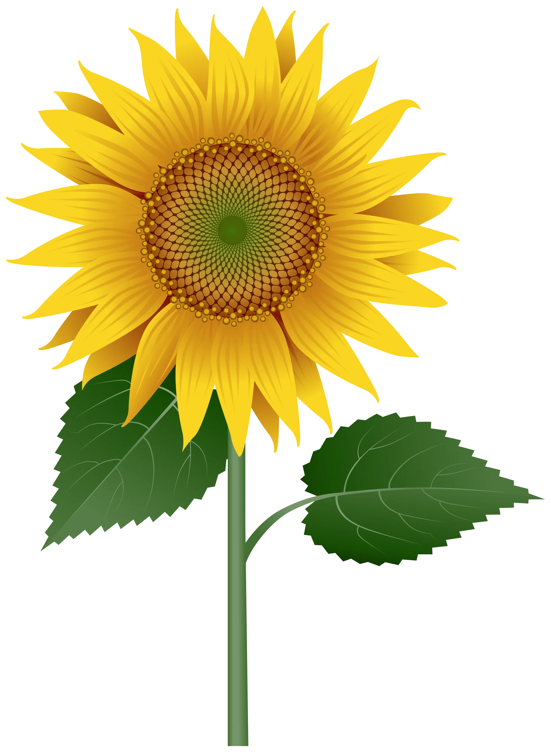 Realistic Sunflower Clipart Illustration with Detailed Green Leaves and Golden Petals