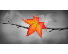 Solitary Autumn Maple Leaf Clipart: A Fiery Ember Suspended in Monochrome Serenity