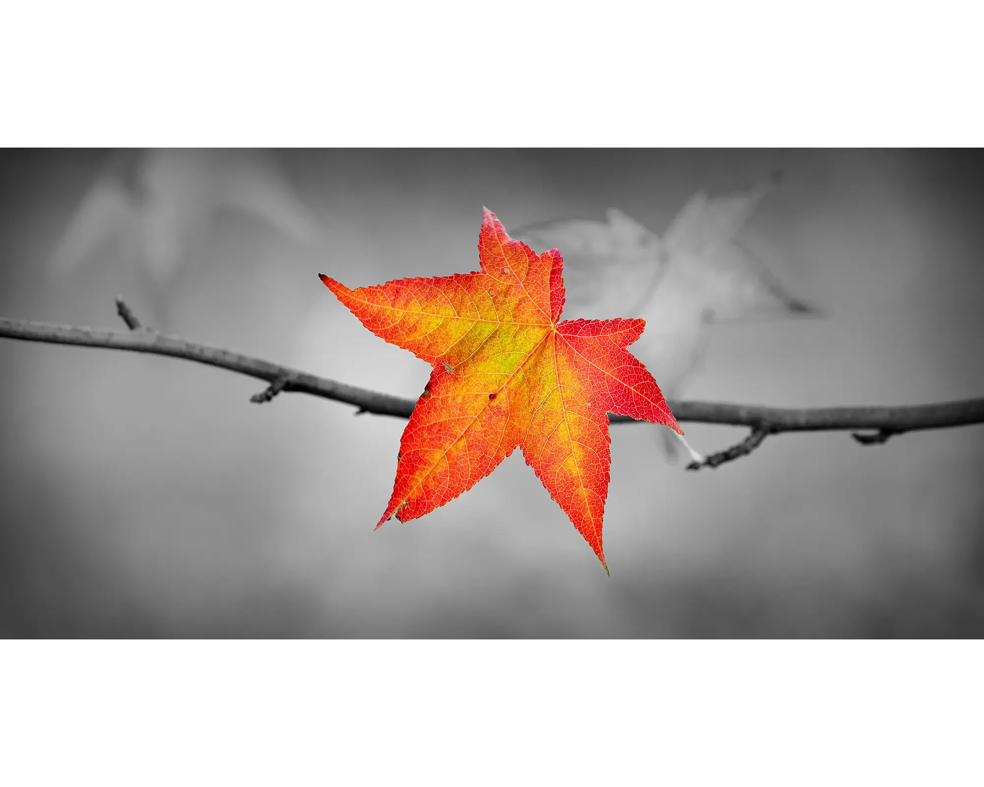Solitary Autumn Maple Leaf Clipart: A Fiery Ember Suspended in Monochrome Serenity