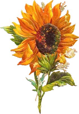 Watercolor Sunflower Botanical Clipart: Radiant Golden Bloom with Textured Petals