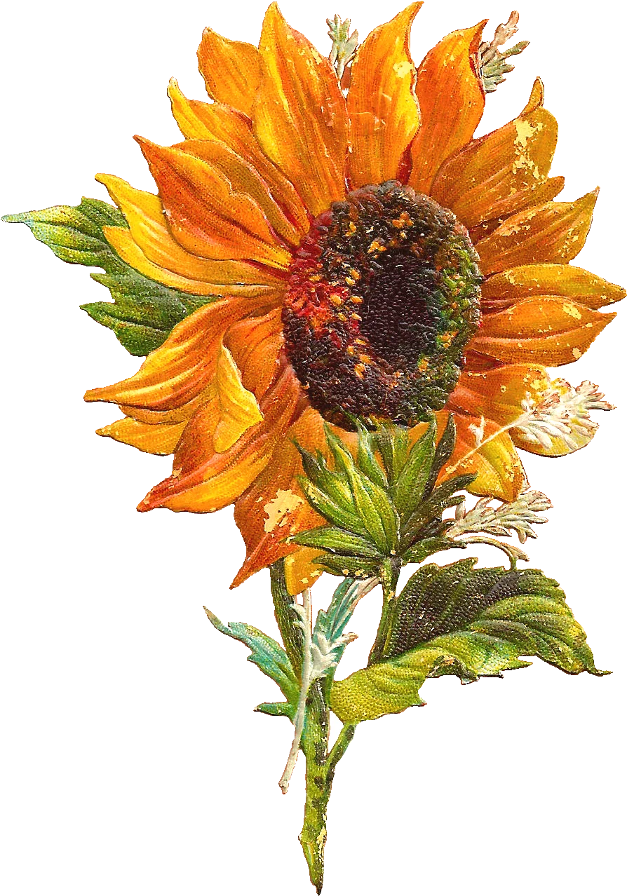 Watercolor Sunflower Botanical Clipart: Radiant Golden Bloom with Textured Petals